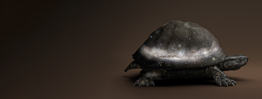 BLACK CELESTIAL TORTOISE [Manouria praecognito] Divine Tortoise, 2019.