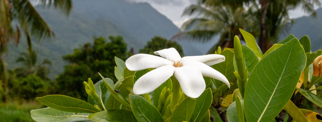 Tiare Tahiti