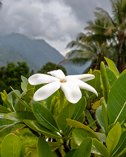 Fleur de Tiare Tahiti